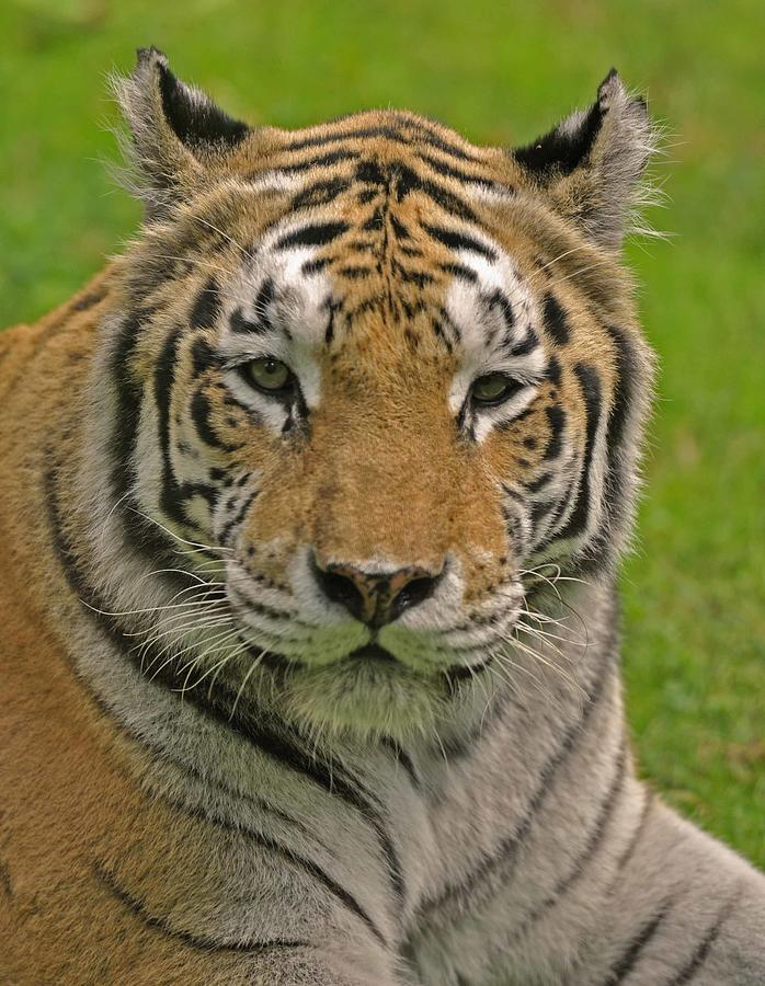 The tigers stare Photograph by Matt MacMillan