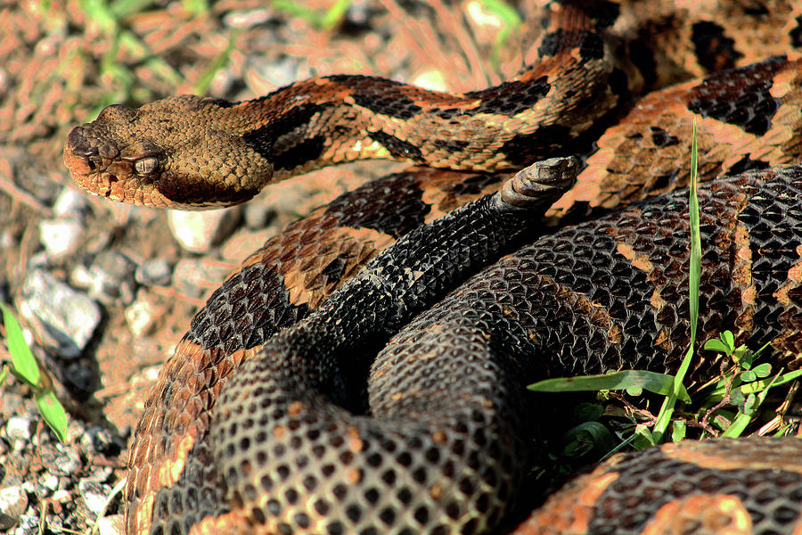 The Timber Rattlesnake Photograph by Kyle Findley