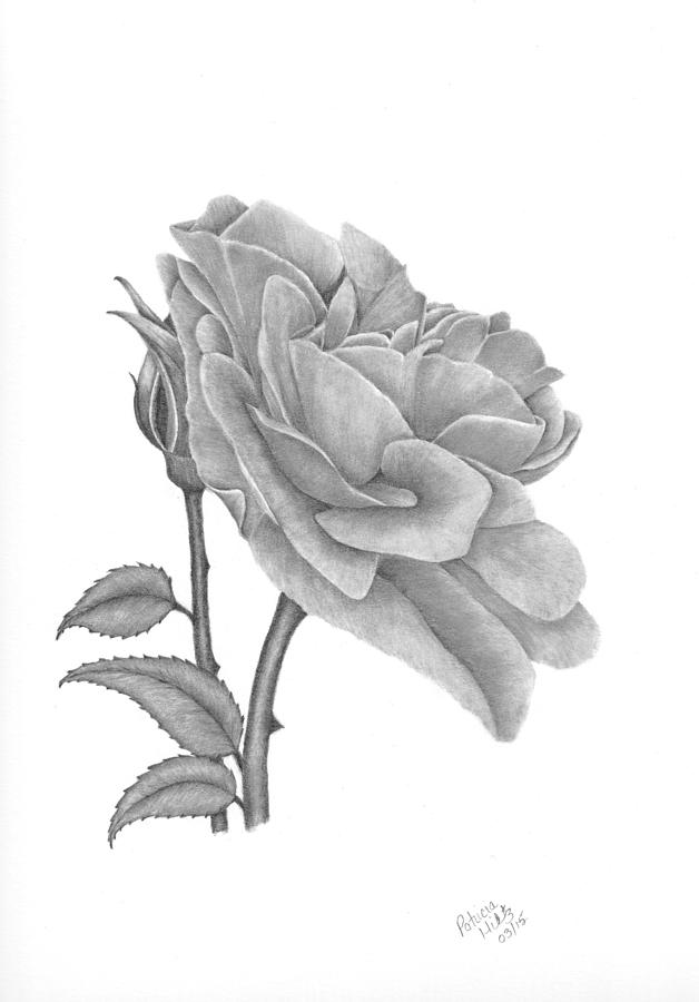 The Timeless Beauty of Roses Drawing by Patricia Hiltz