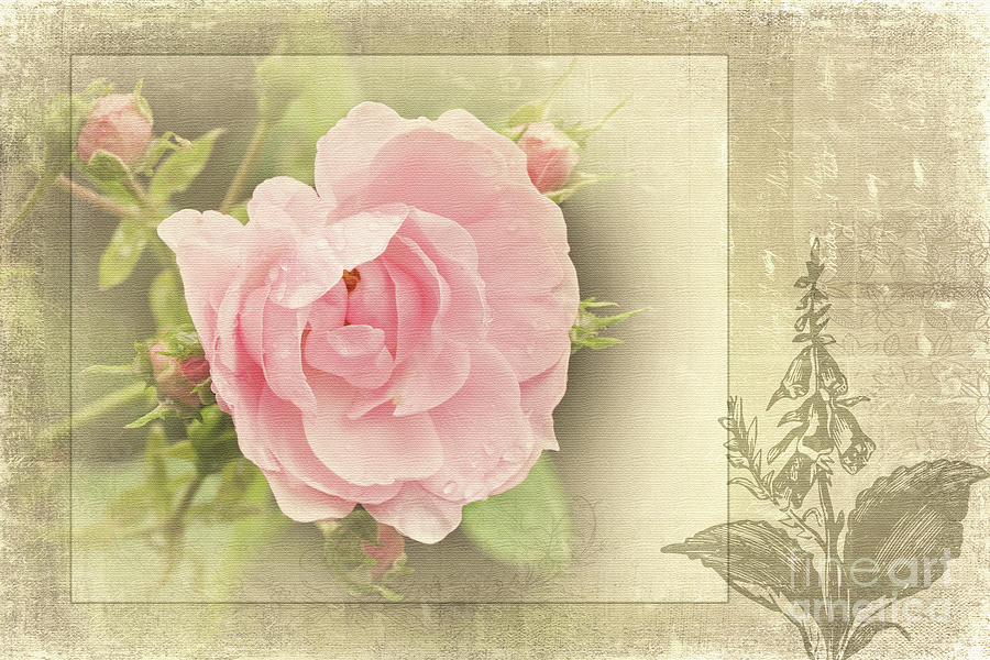 Rose Photograph - The Timeless Rose by Liz Alderdice