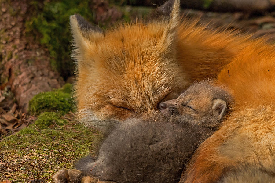 Nature Photograph - The Tired Foxes by Steve Dunsford