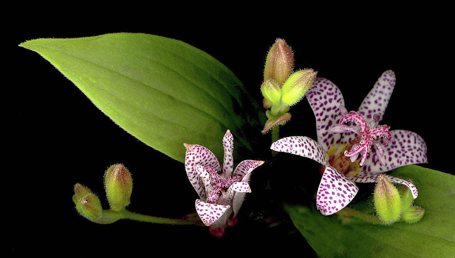 The Toad Lily Photograph by Sandi F Hutchins