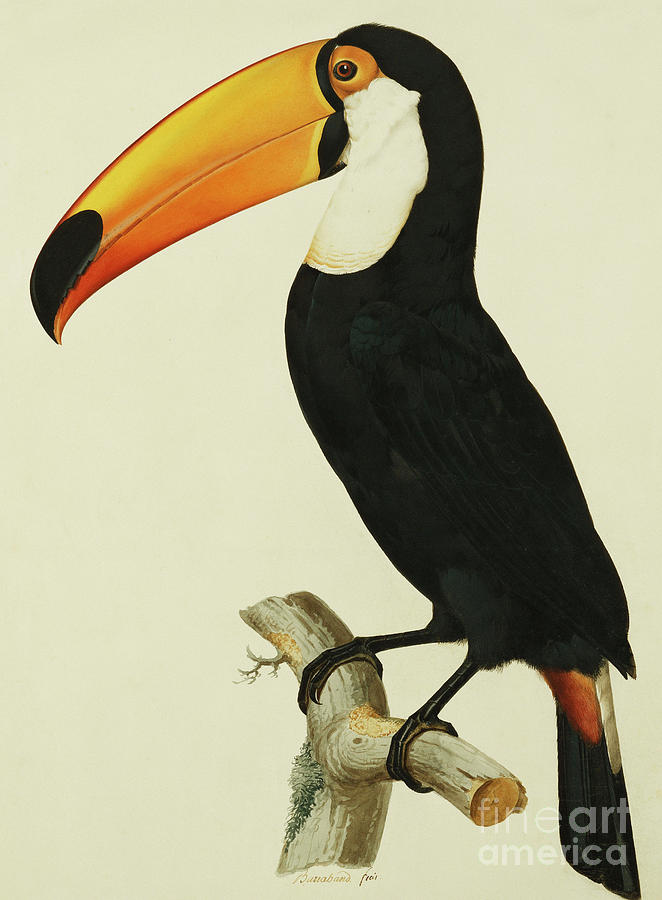 Jacques Barraband Painting - The Toco Toco Toucan  Ramphastos Toco by Jacques Barraband