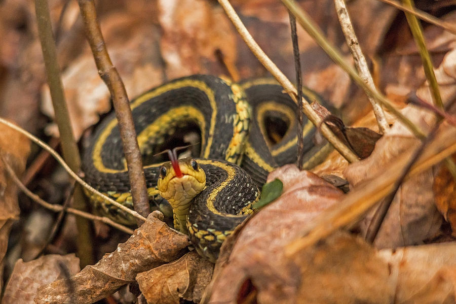 Snake Photograph - The Tongue by Steve Dunsford