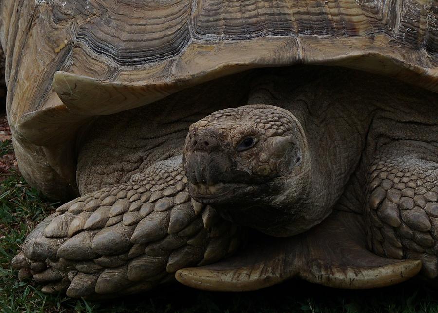 The Tortoise Photograph by Ernest Echols