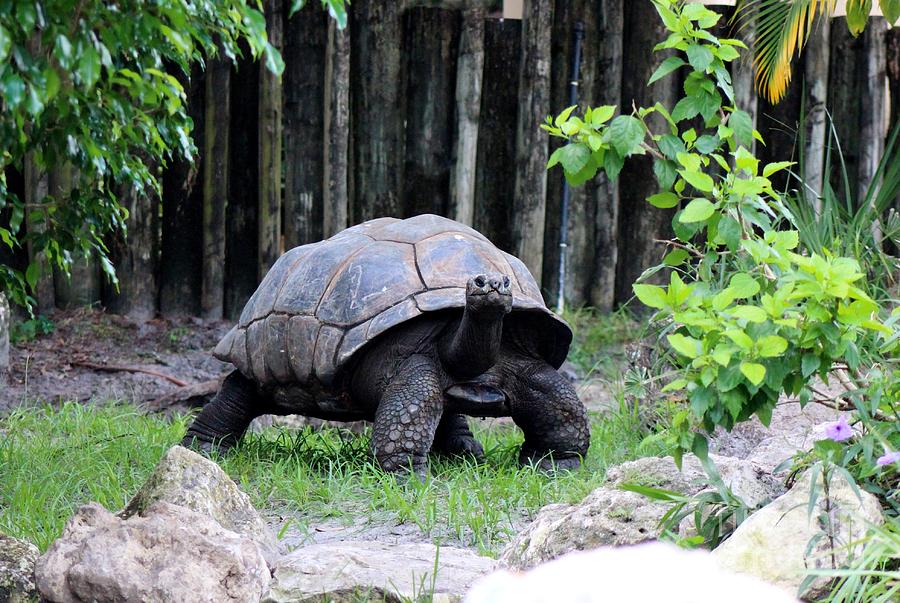 The Tortoise  Photograph by Mesa Teresita
