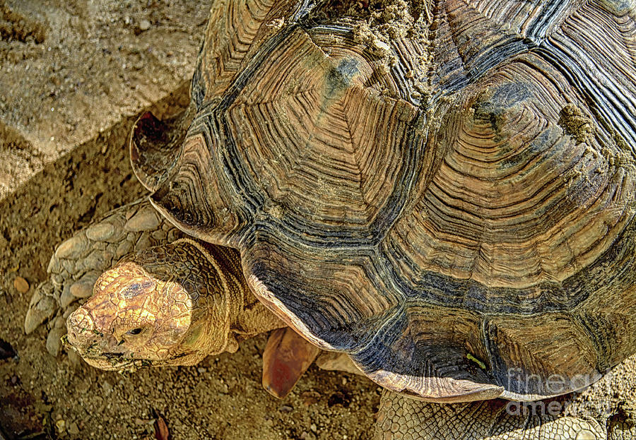 The Tortoise Photograph by Michelle Meenawong