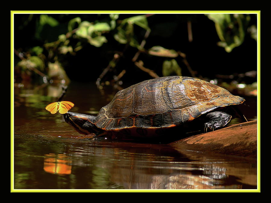 The tortuga and the butterfly Photograph by BYETPhotography - Fine Art ...