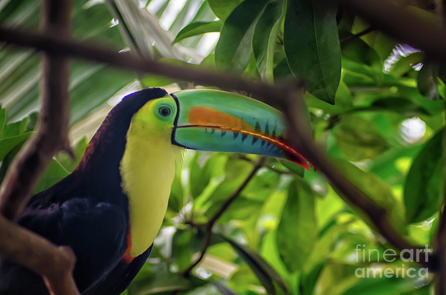 The Toucan Photograph by Michelle Meenawong