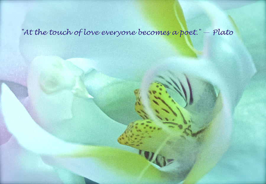 The Touch of Love Photograph by Venetia Featherstone-Witty
