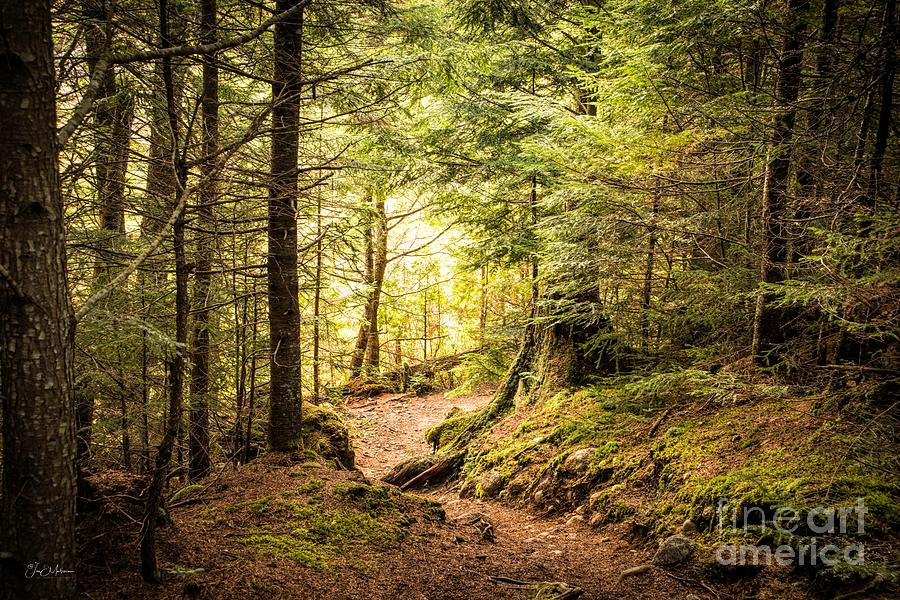 Nature Photograph - The Trails of Baxter State Park by Jan Mulherin