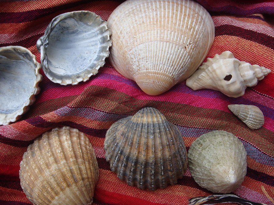 Seashells Photograph - The treasure by Cathy MONNIER