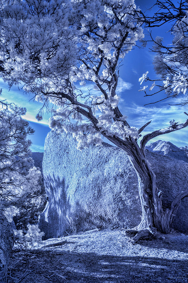 The Tree and The Boulder Photograph by Michael McKenney