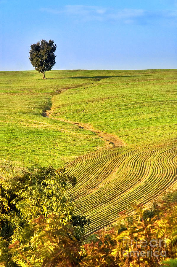 The tree and the furrows Photograph by Silvia Ganora