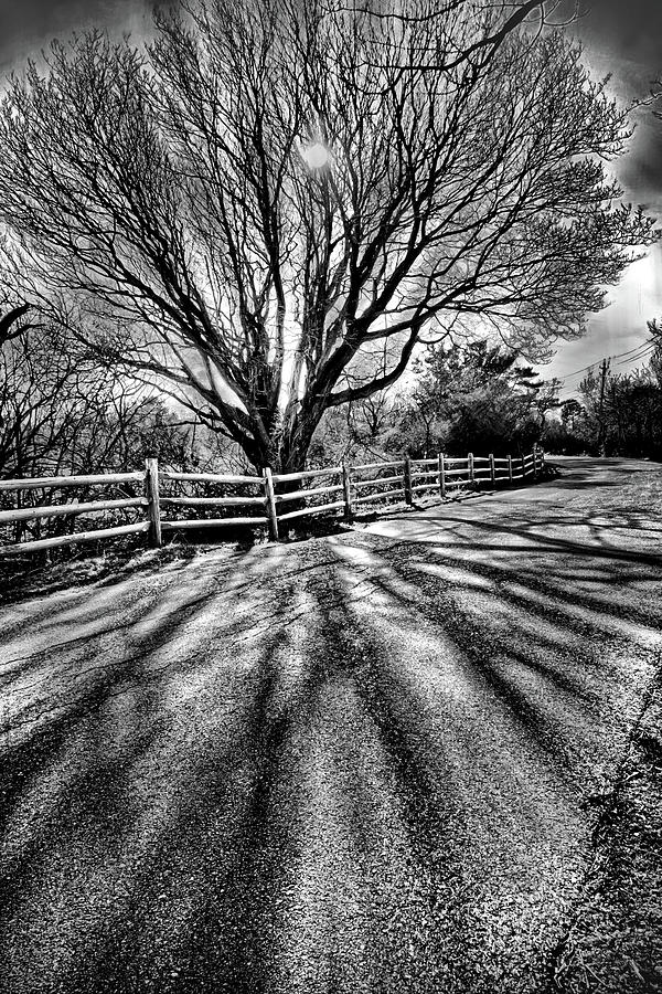 The Tree and the shadow BW Photograph by Lilia S