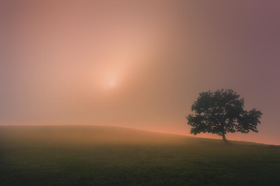 The tree and the Sun Photograph by Mikel Martinez de Osaba
