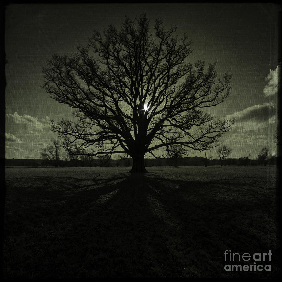 The Tree Photograph by Ang El