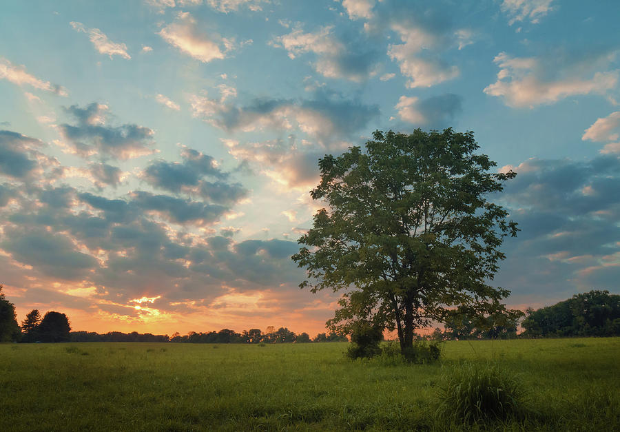 The Tree At The End Of A Summer Day Photograph