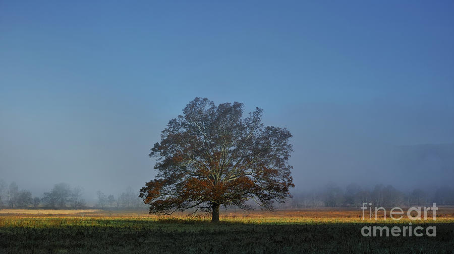 The Tree Photograph by Douglas Stucky