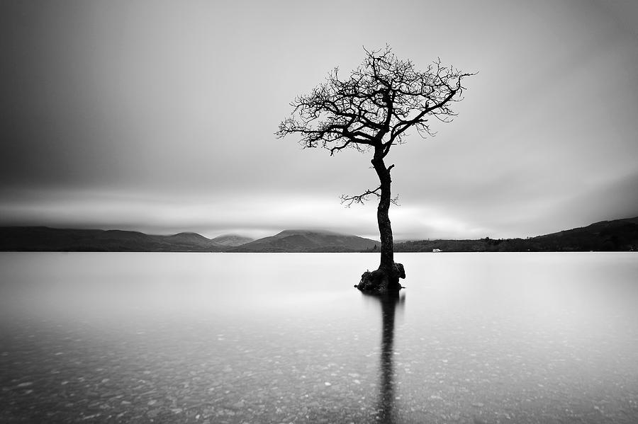 Black And White Photograph - The Tree by Grant Glendinning