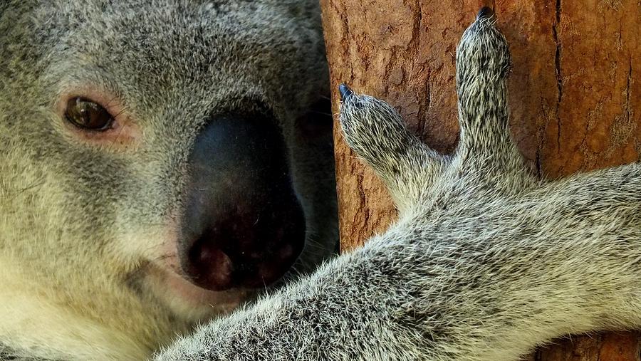 Nature Photograph - The Tree Huger Australian Koala by Sandra Sengstock-Miller