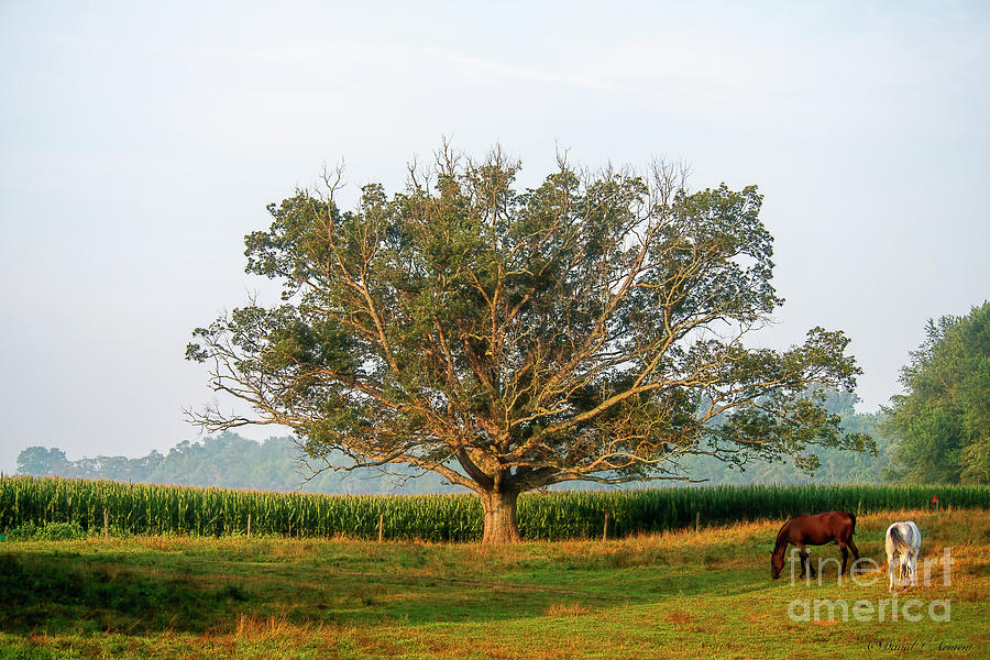 The Tree in August Photograph by David Arment