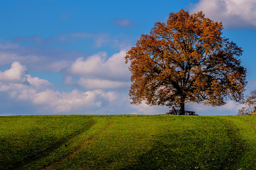 The tree in Maria Plain Photograph by Wolfgang Stocker