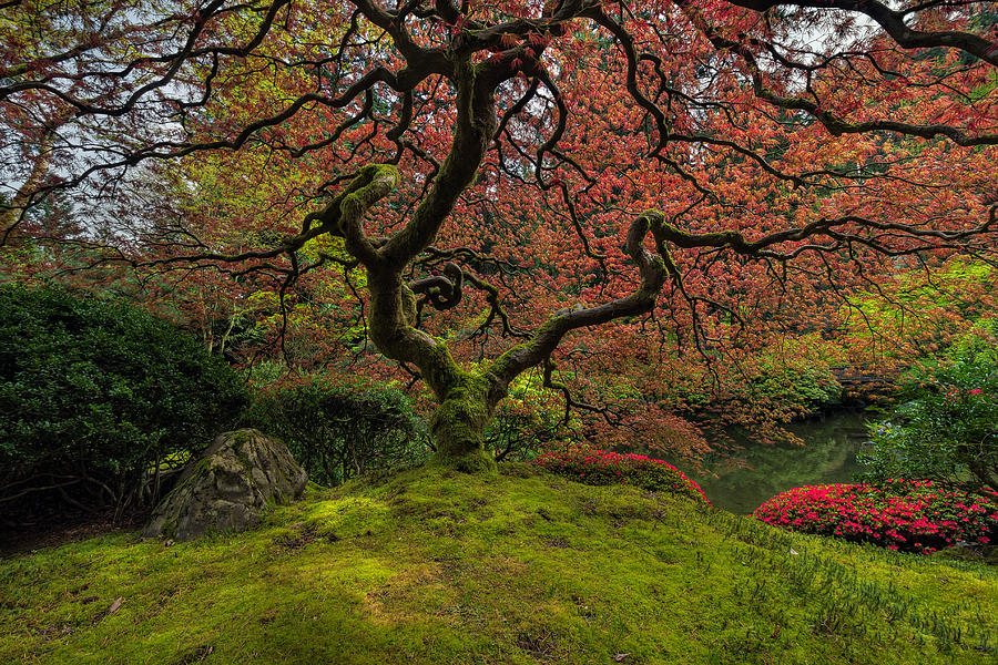 Portland Photograph - The Tree in Spring by David Gn Portland Photograph - The Tree in Spring by David Gn