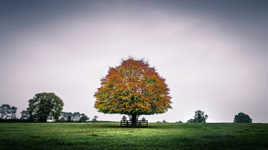 The tree - Kildare, Ireland - Landscape photography Photograph by Giuseppe Milo