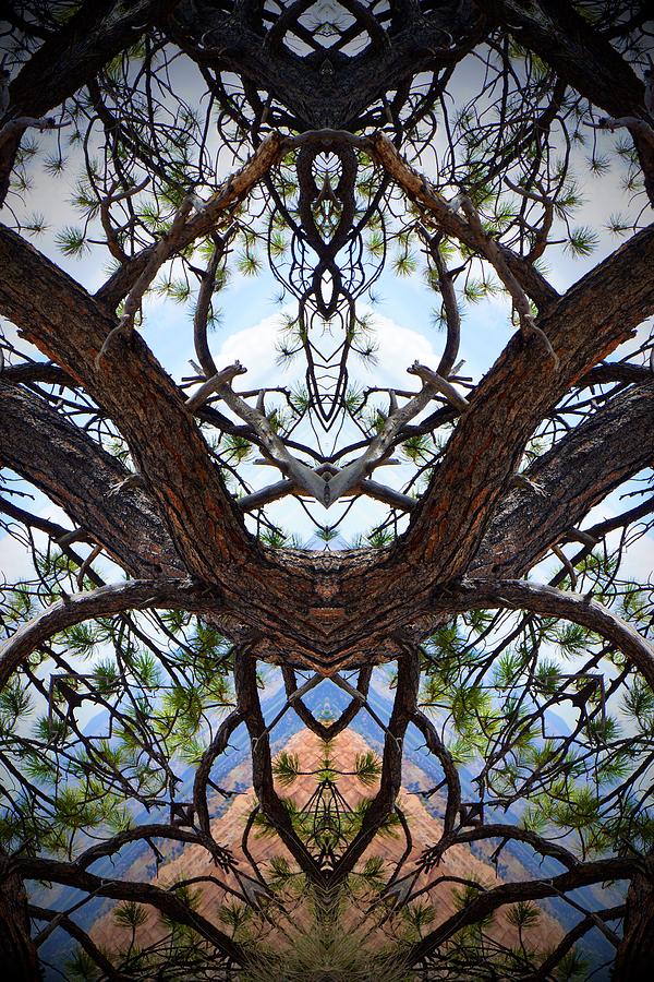 Abstract Photograph - The Tree Mandala by Irene Bacchi
