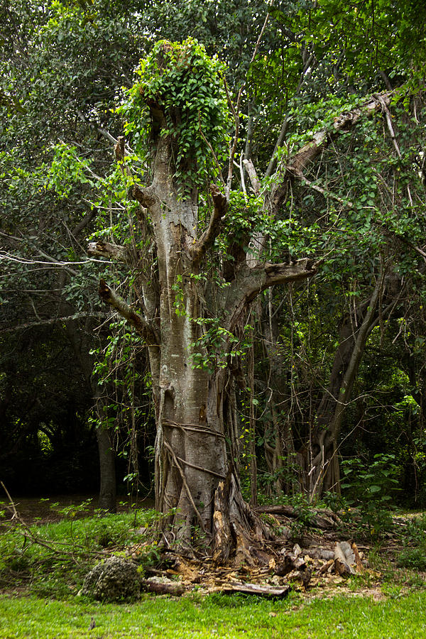 Nature Photograph - The Tree by Mayra Pau