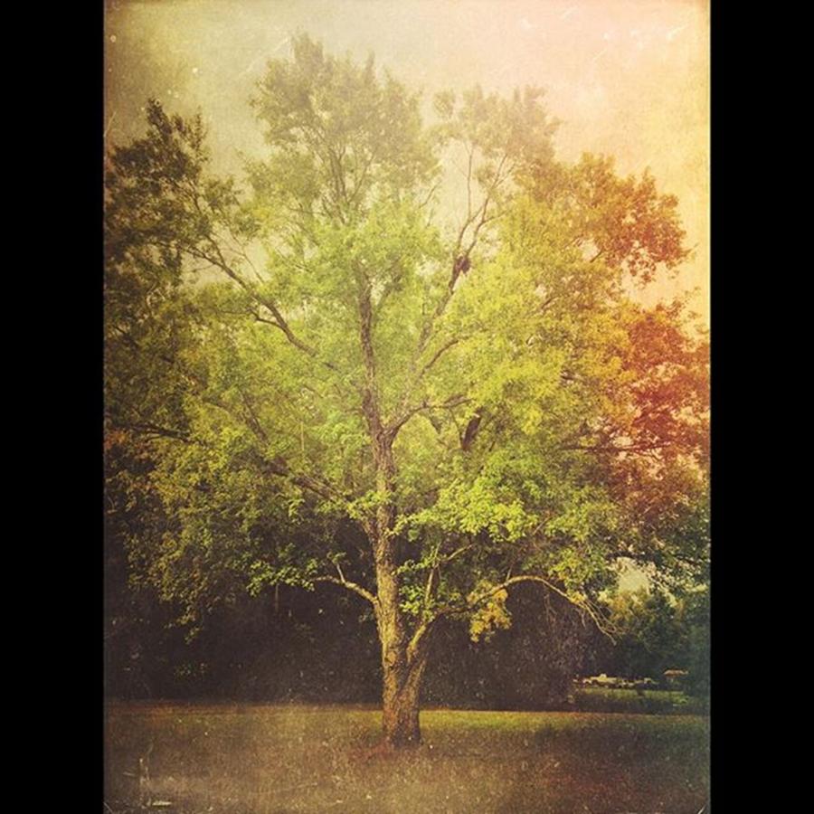 Nature Photograph - The Tree #mexturesapp #iphone6 #trees by Joan McCool