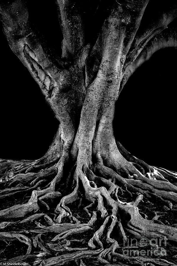 The Tree  Photograph by Mitch Shindelbower