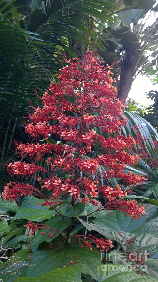 The Tree of Flowers Photograph by Janet Deskins | Fine Art America