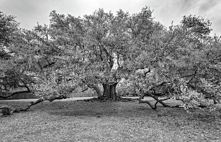 The Tree of Life 3 bw Photograph by Steve Harrington