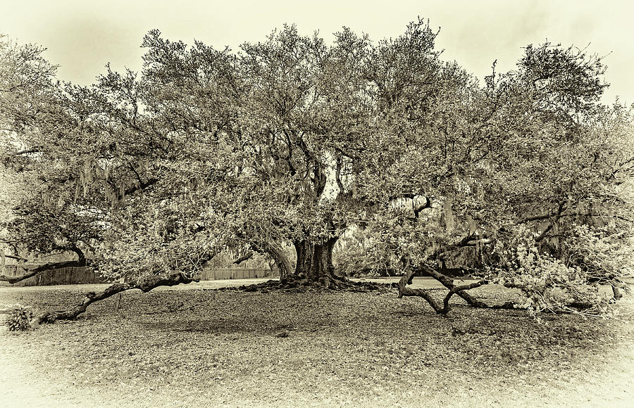 The Tree of Life 3 Sepia Photograph by Steve Harrington