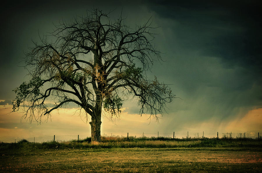 The Tree Of Life Photograph by John De Bord