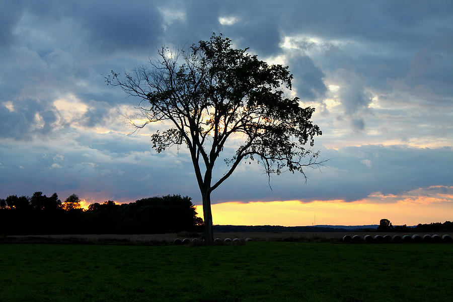 Sunset Photograph - The Tree of Life by Mark  France