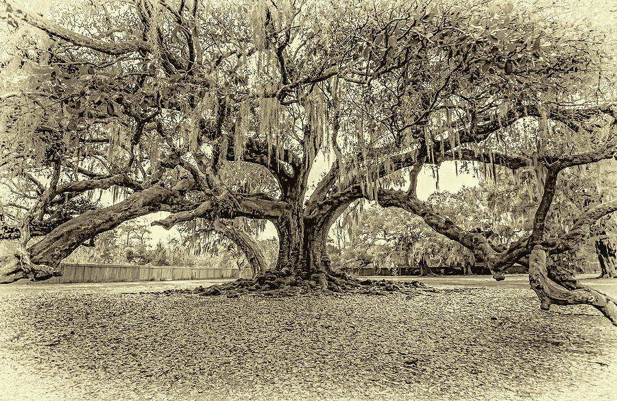 The Tree of Life sepia Photograph by Steve Harrington