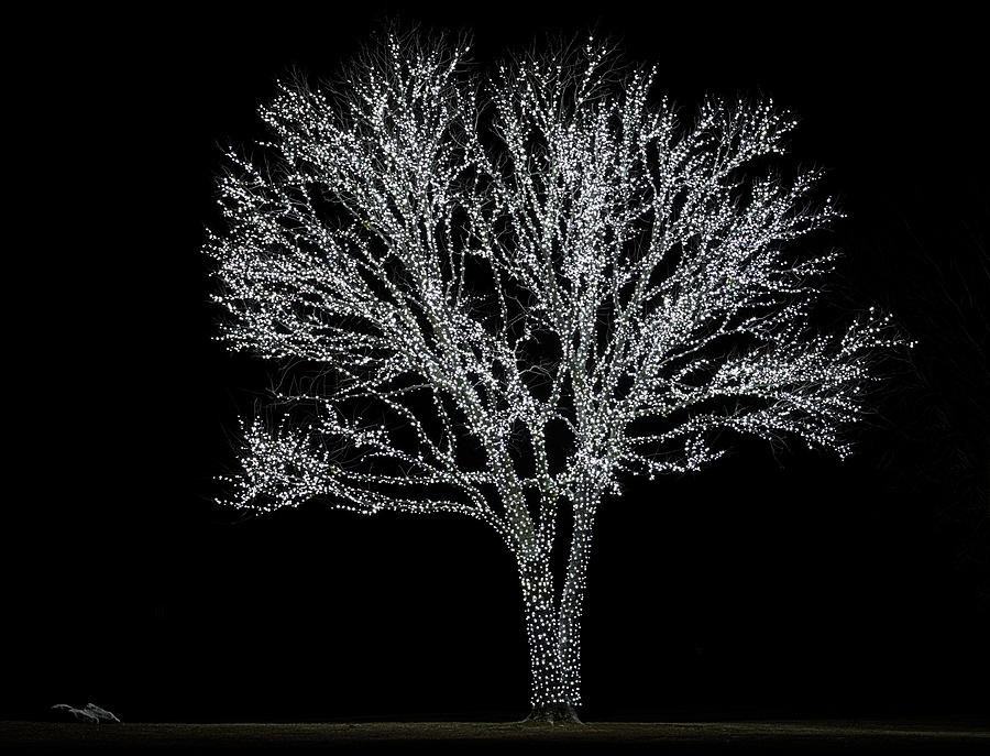Christmas Photograph - The Tree of Light by JC Findley