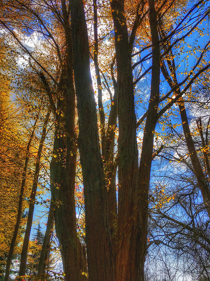 Katsura Tree Photograph - The Tree Of Many Trunks  by Connie Handscomb