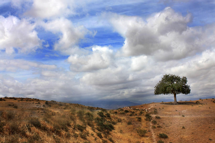 Desert Photograph - The Tree of Wisdom by Martina  Rathgens