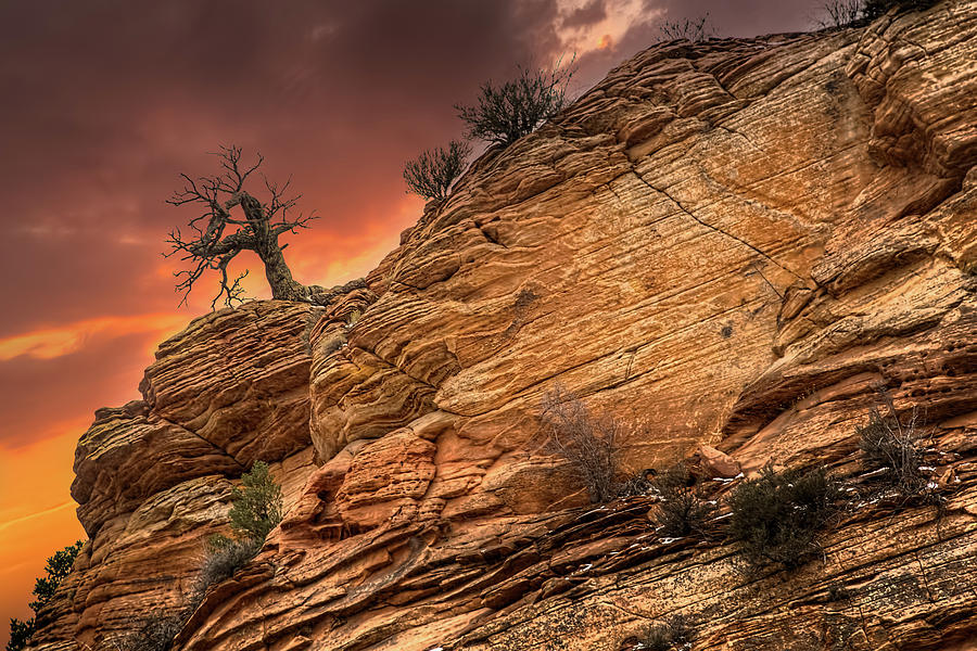 Zion National Park Photograph - The Tree of Zion by Ronald Kotinsky