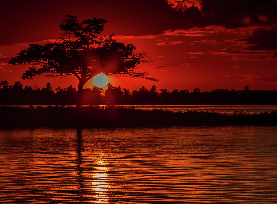 The Tree on fire Photograph by Joe Holley