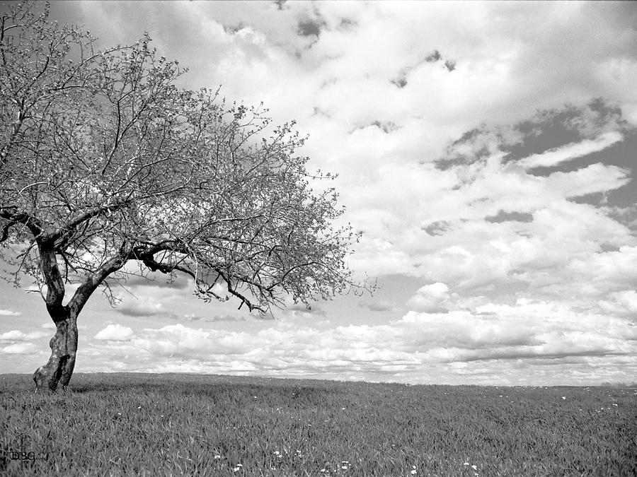 The Tree on the Hill Photograph by David Bader
