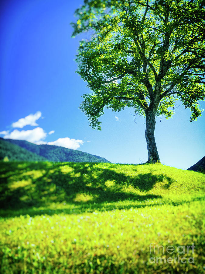 The tree on the hill Photograph by Silvia Ganora