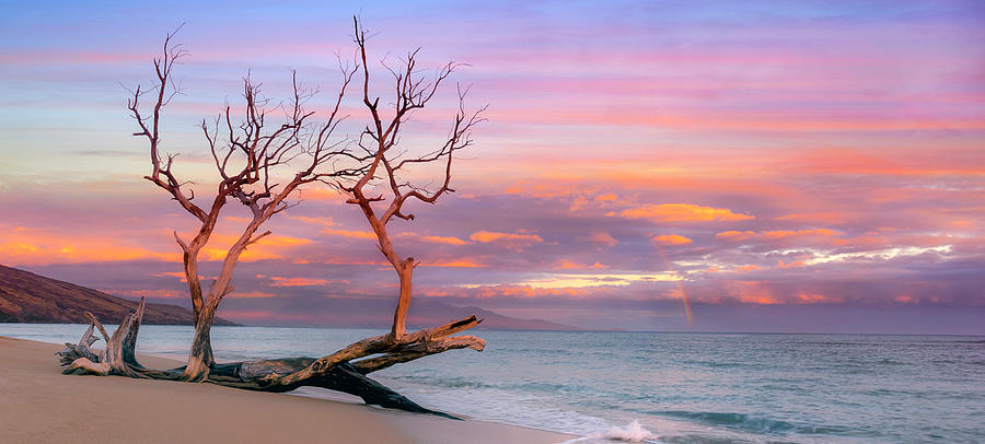 The Tree Pano Photograph by Micah Roemmling