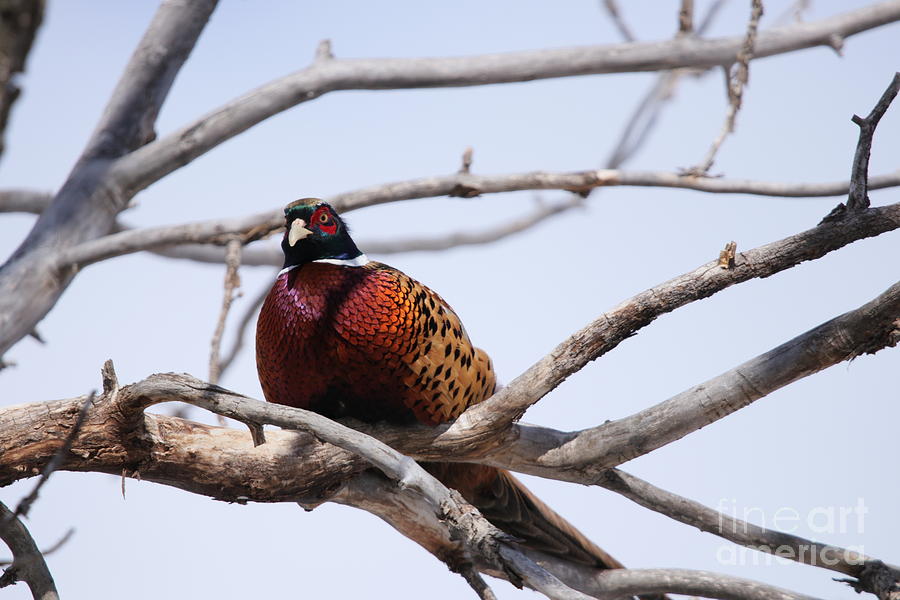 The Tree Pheasant Photograph by Alyce Taylor