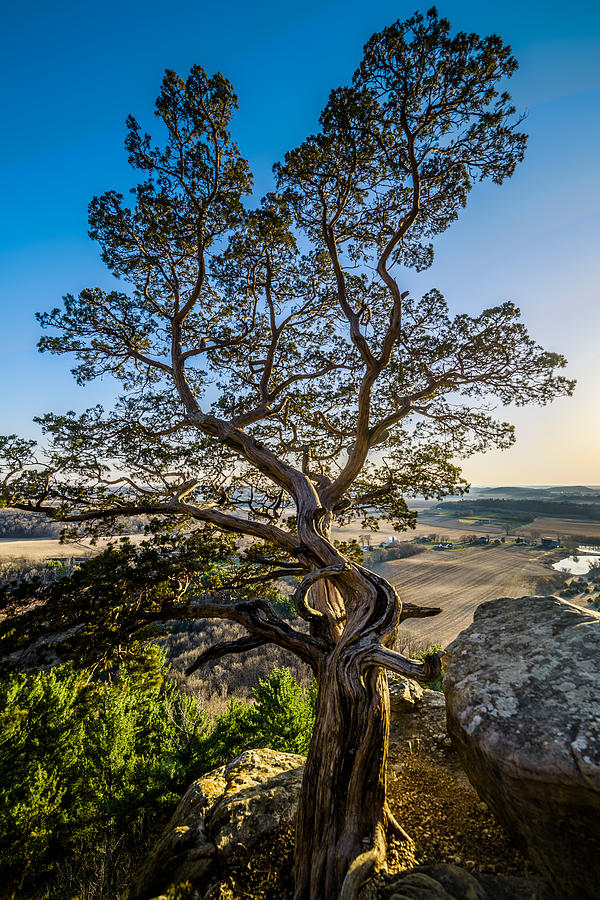 The Tree Photograph by Randy Scherkenbach