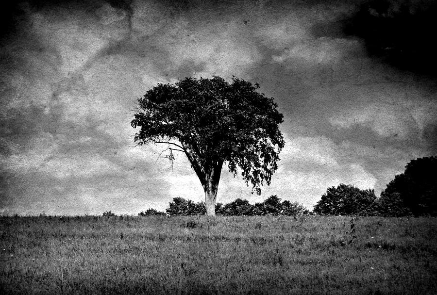 The Tree Photograph by Scott Ward